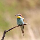 Der Bienenfresser - ein hübscher Vogel