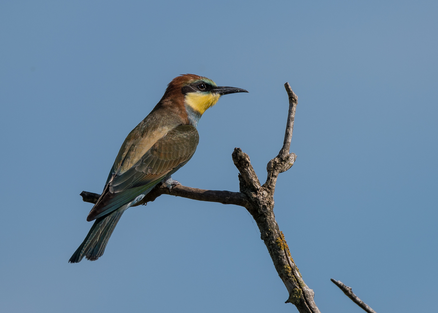 Der Bienenfresser (Merops apiaster)