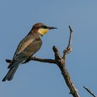 Der Bienenfresser (Merops apiaster)