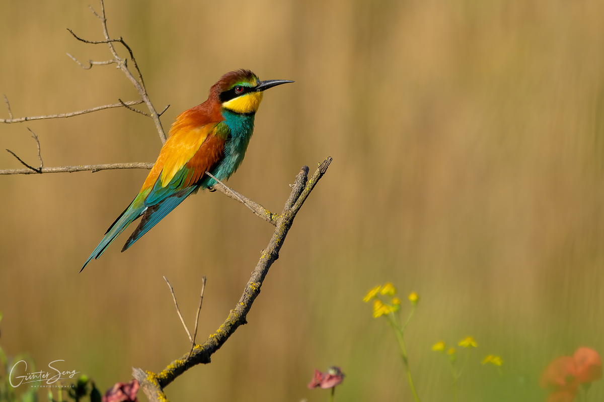 Der Bienenfresser (Merops apiaster)