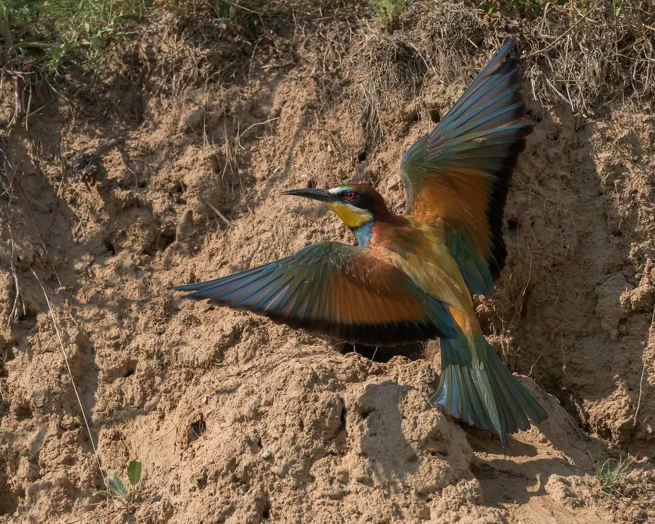 Der Bienenfresser (Merops apiaster)  