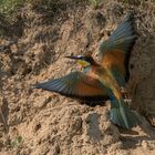 Der Bienenfresser (Merops apiaster)  