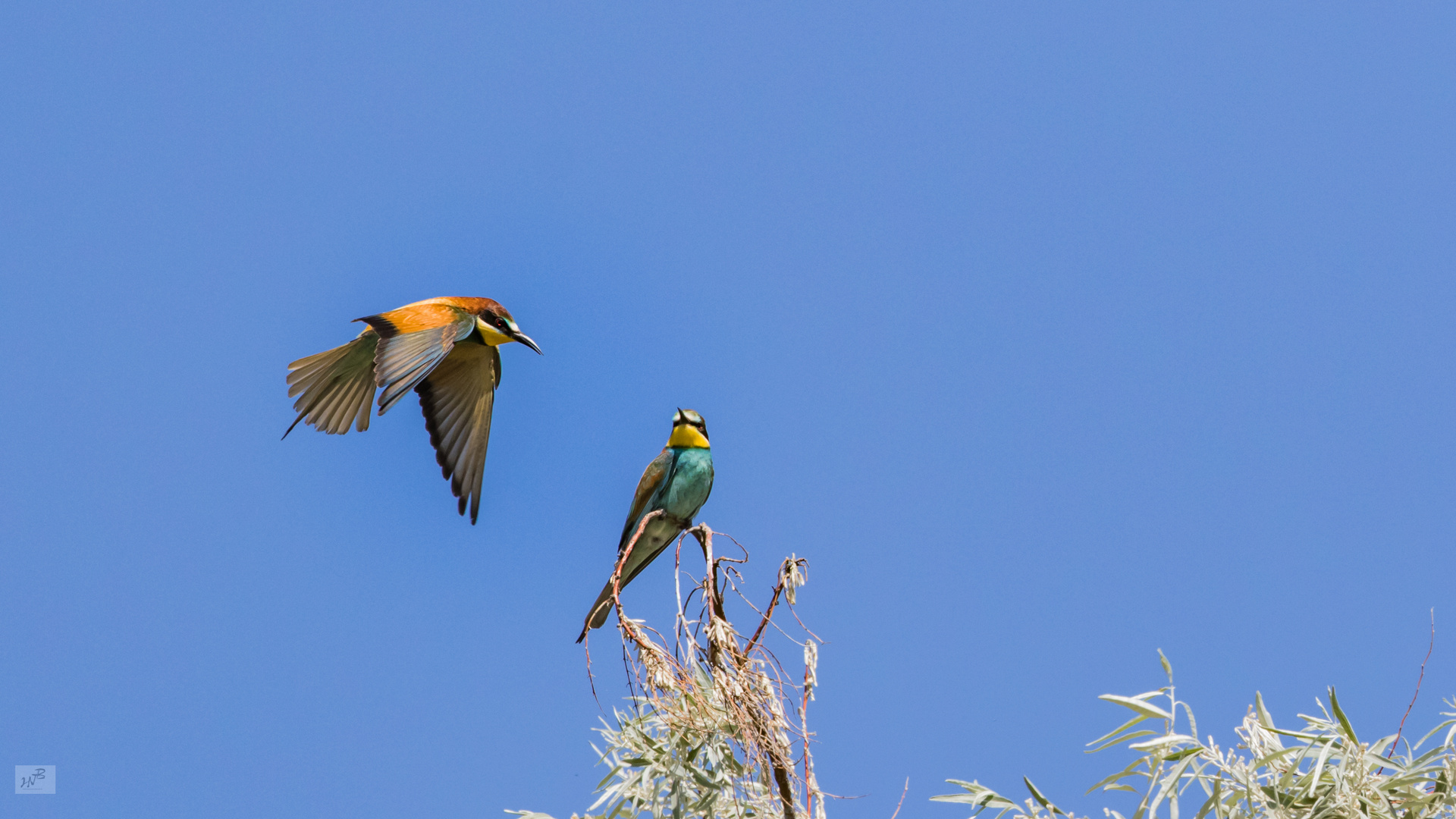 Der Bienenfresser (Merops apiaster)