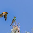 Der Bienenfresser (Merops apiaster)