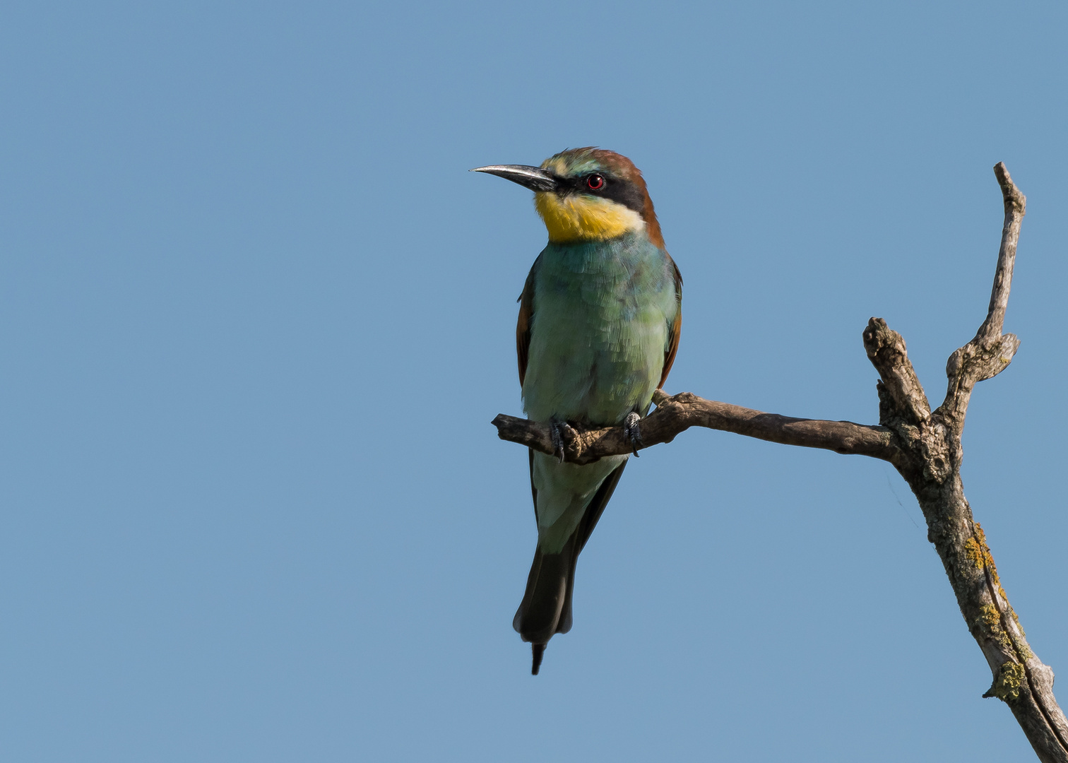 Der Bienenfresser (Merops apiaster)