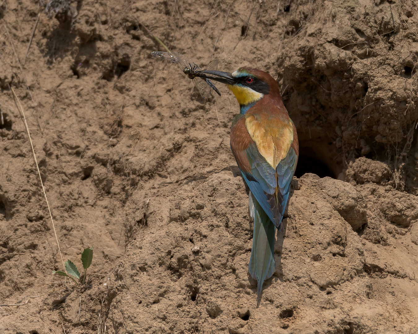 Der Bienenfresser (Merops apiaster)