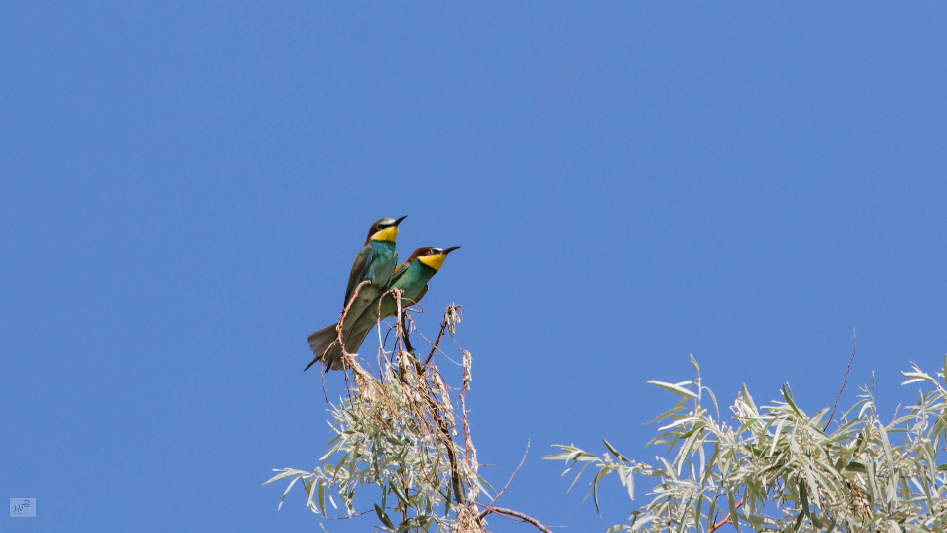 Der Bienenfresser (Merops apiaster)