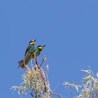 Der Bienenfresser (Merops apiaster)