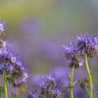 Der Bienenfreund macht seinem Namen Ehre