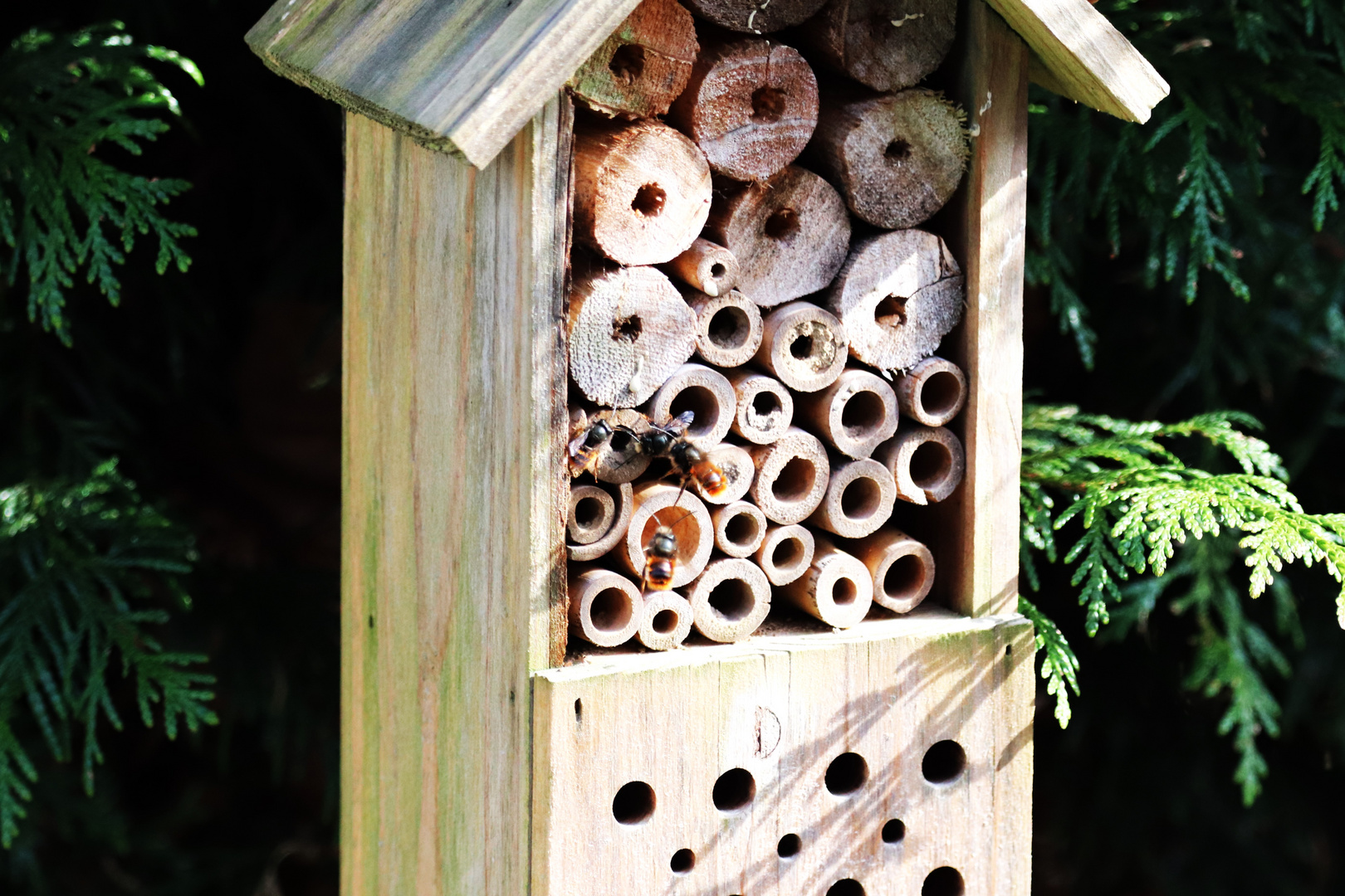 Der Bienenkönig