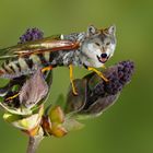 Der Bienenwolf