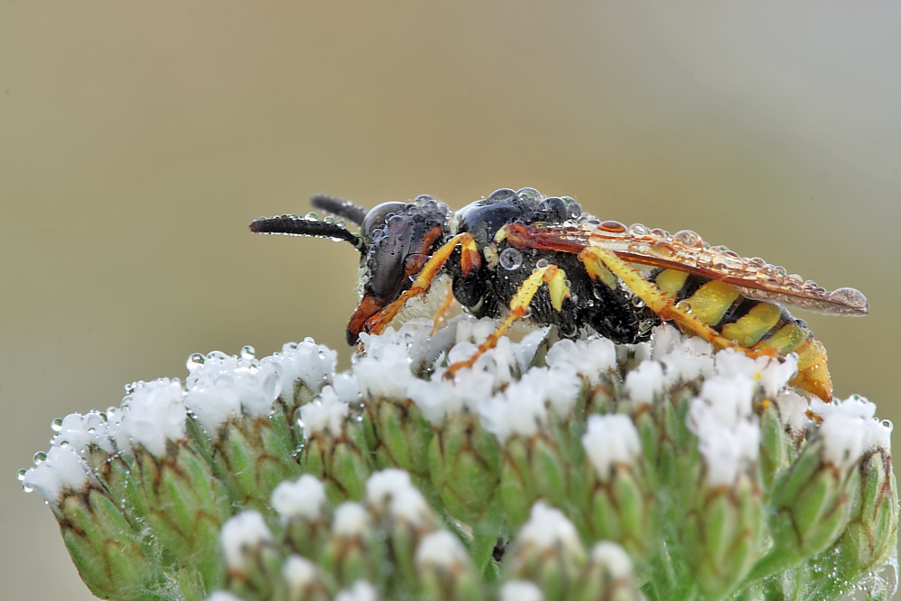 der Bienenwolf