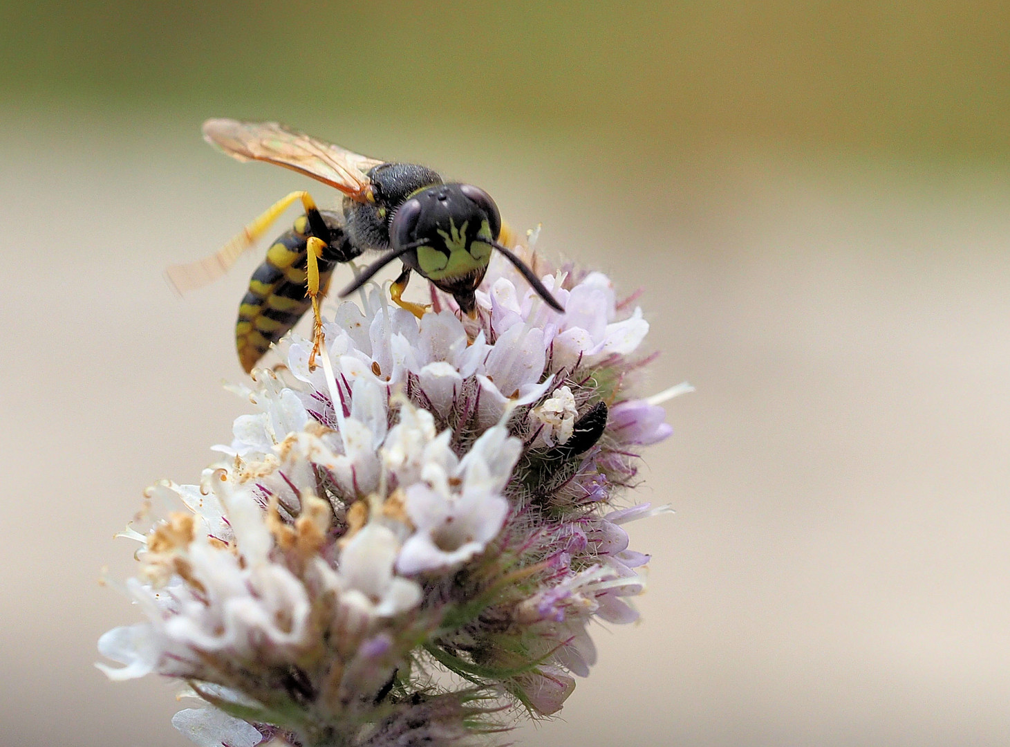 Der Bienenwolf beim Snack …