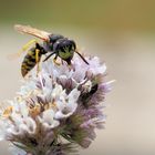 Der Bienenwolf beim Snack …