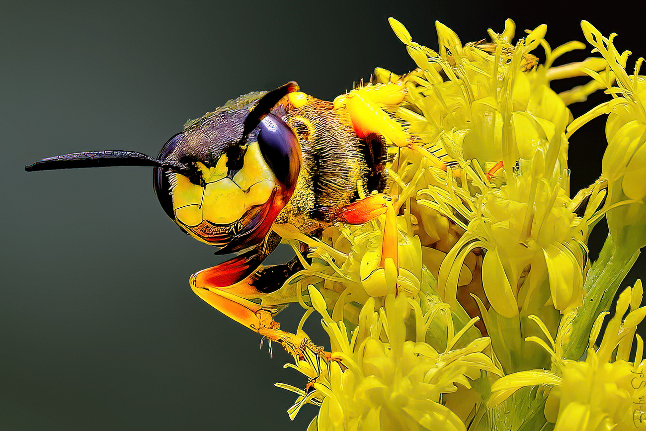 Der Bienenwolf 