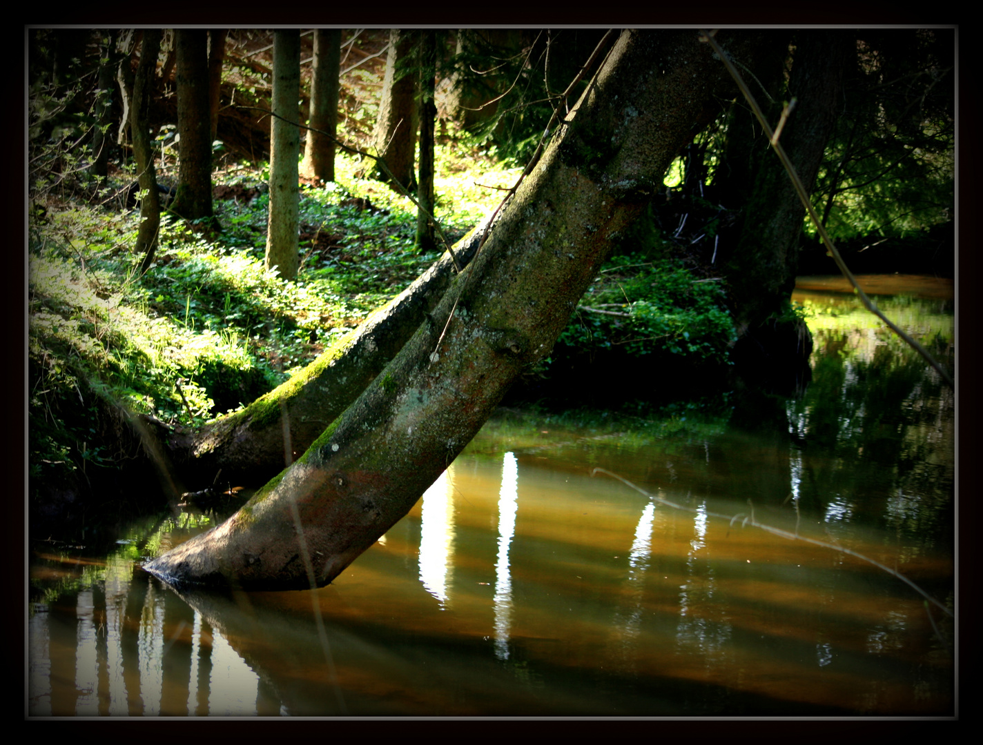 Der Bierbach ( bei Gransdorf )