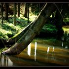 Der Bierbach ( bei Gransdorf )