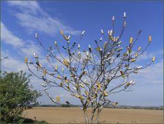 Der Bierbaum