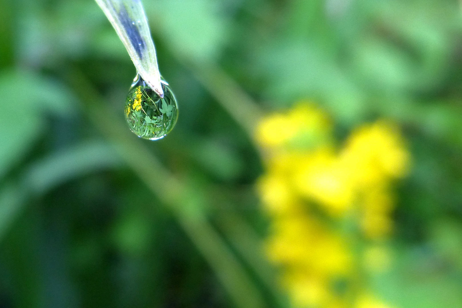 *~ Der Bildhintergrund im Wassertropfen als Vordergrund ~*