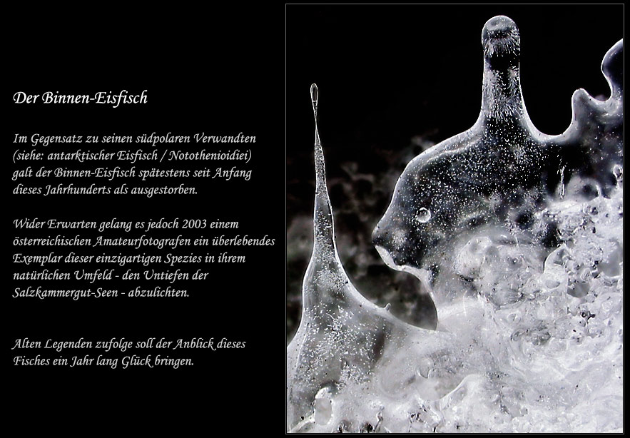 Der Binnen-Eisfisch