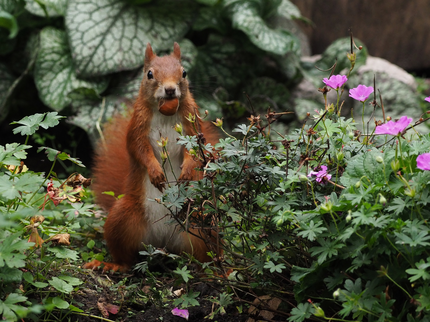 Der BioGärtner.... Foto & Bild eichhörnchen, natur, tiere Bilder auf