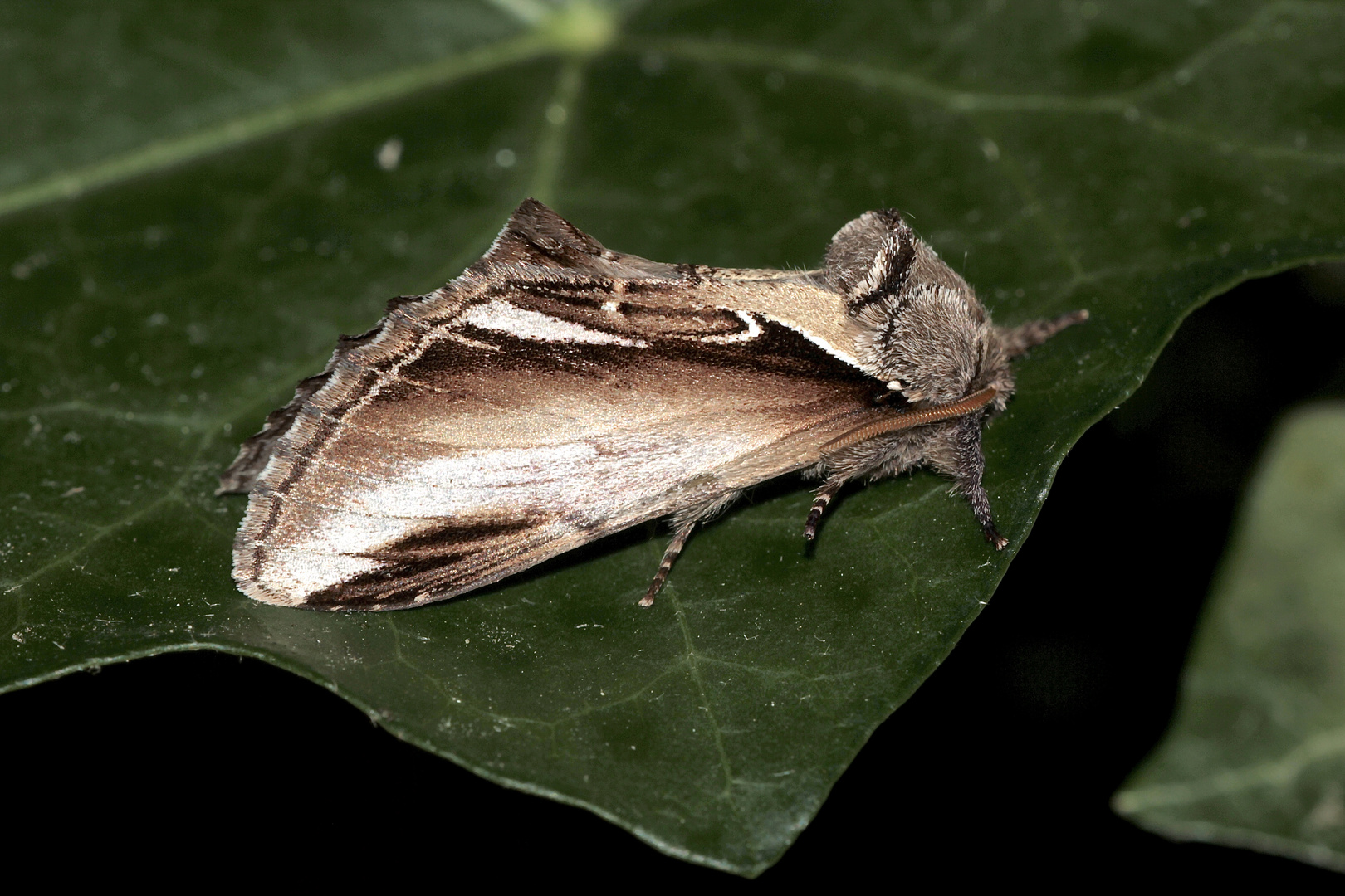 Der Birken-Zahnspinner (Pheosia gnoma)