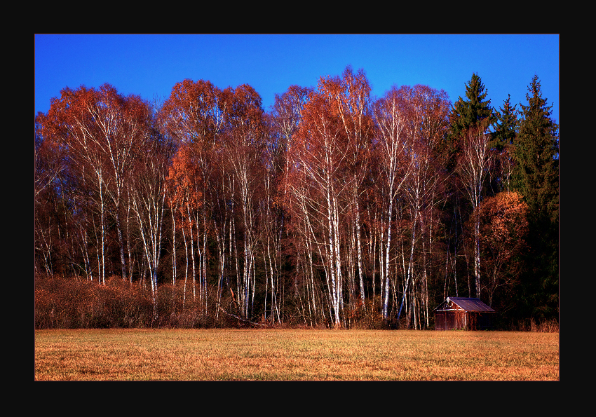 Der Birkenwald