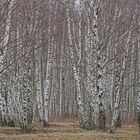 Der Birkenwald