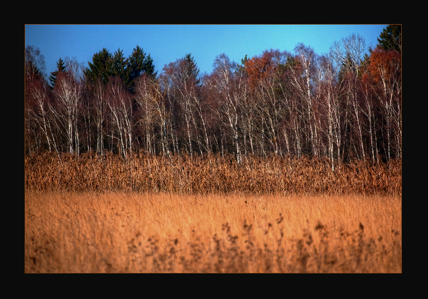 Der Birkenwald