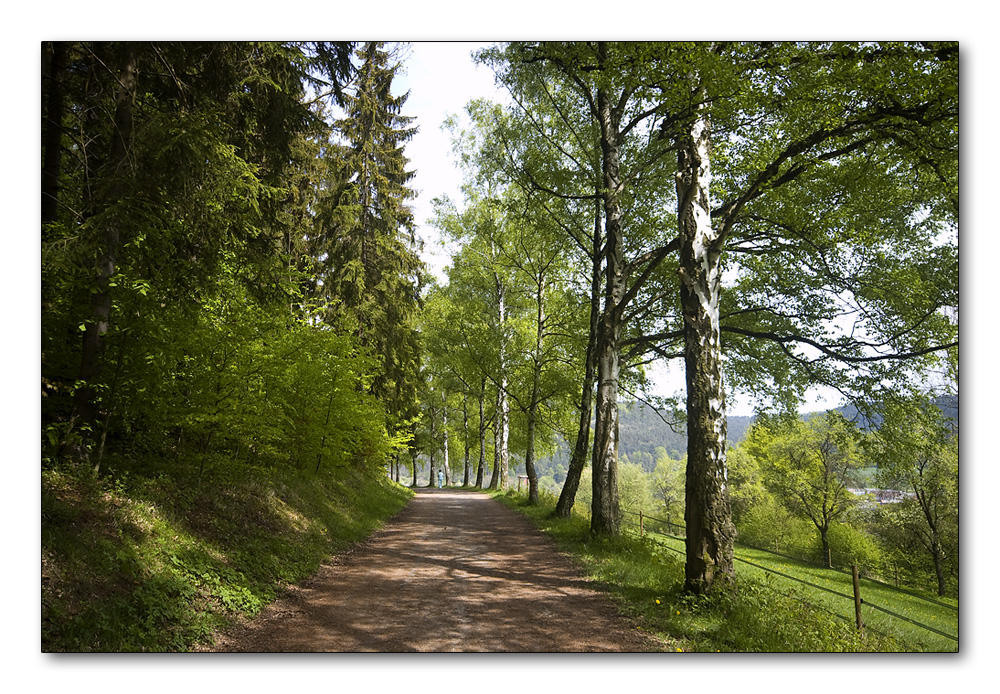 Der Birkenweg