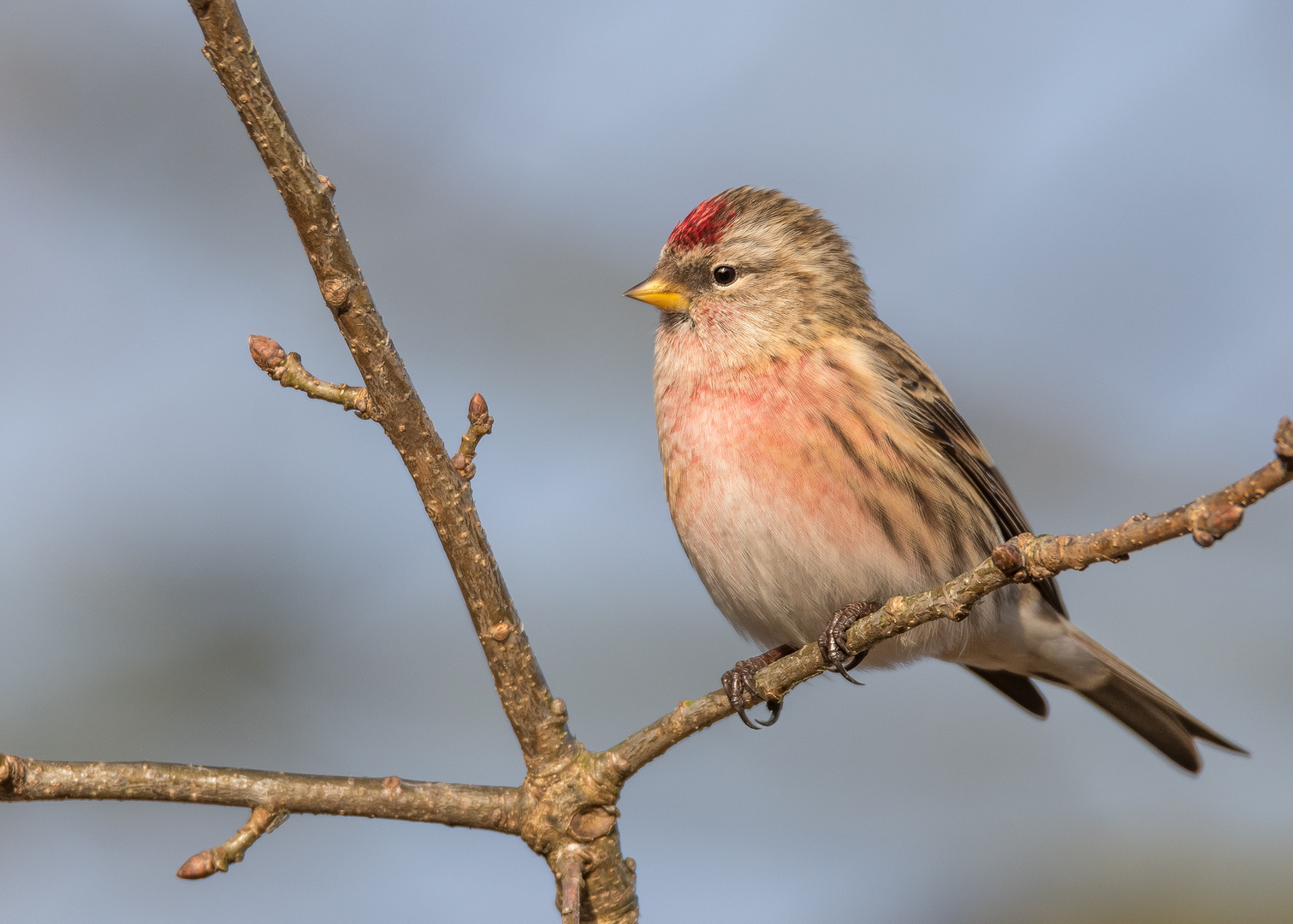 Der Birkenzeisig - Carduelis flammea -