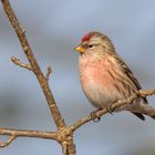 Der Birkenzeisig - Carduelis flammea -