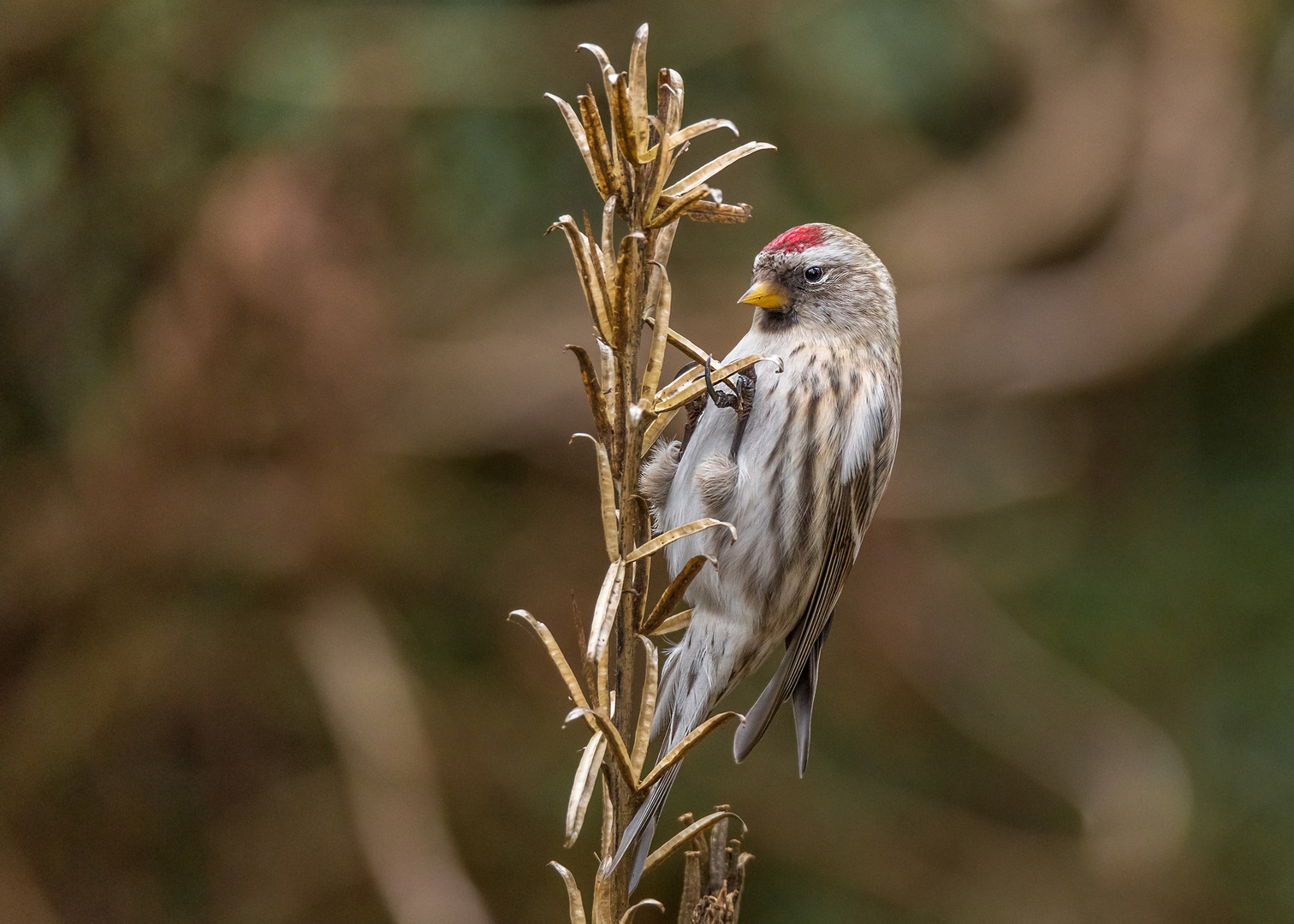 Der Birkenzeisig (Carduelis flammea, teilweise auch Acanthis flammea)