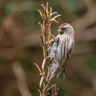 Der Birkenzeisig (Carduelis flammea, teilweise auch Acanthis flammea)