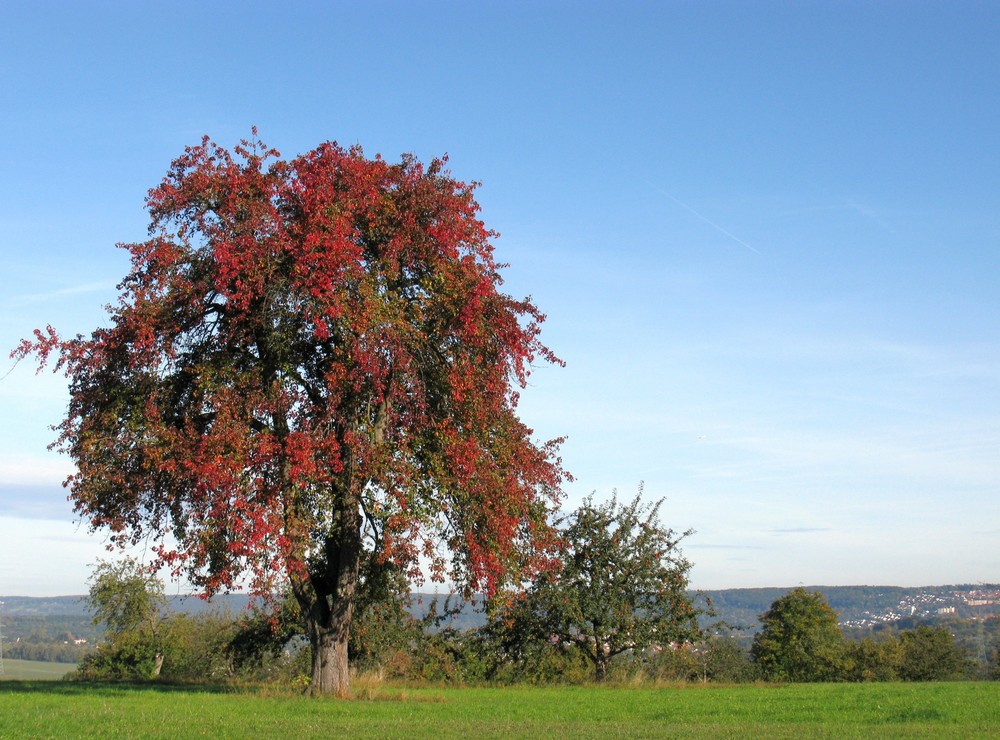 Der Birnbaum