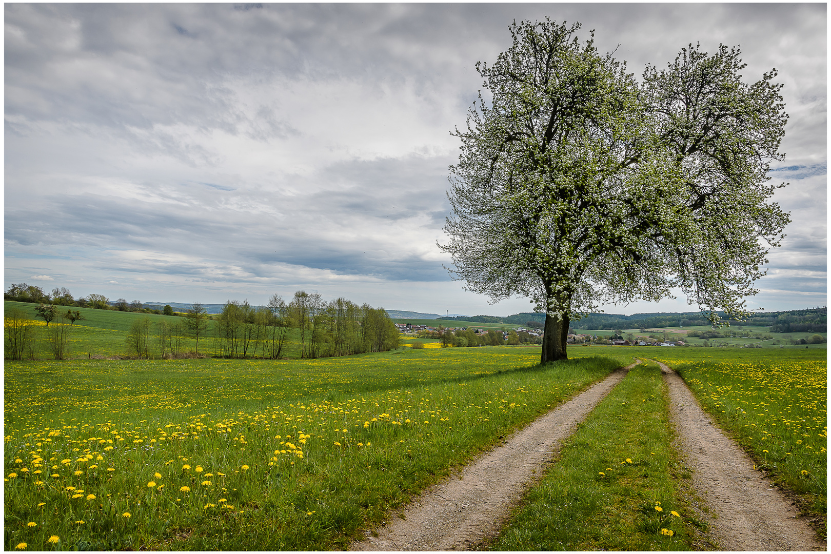 Der Birnbaum