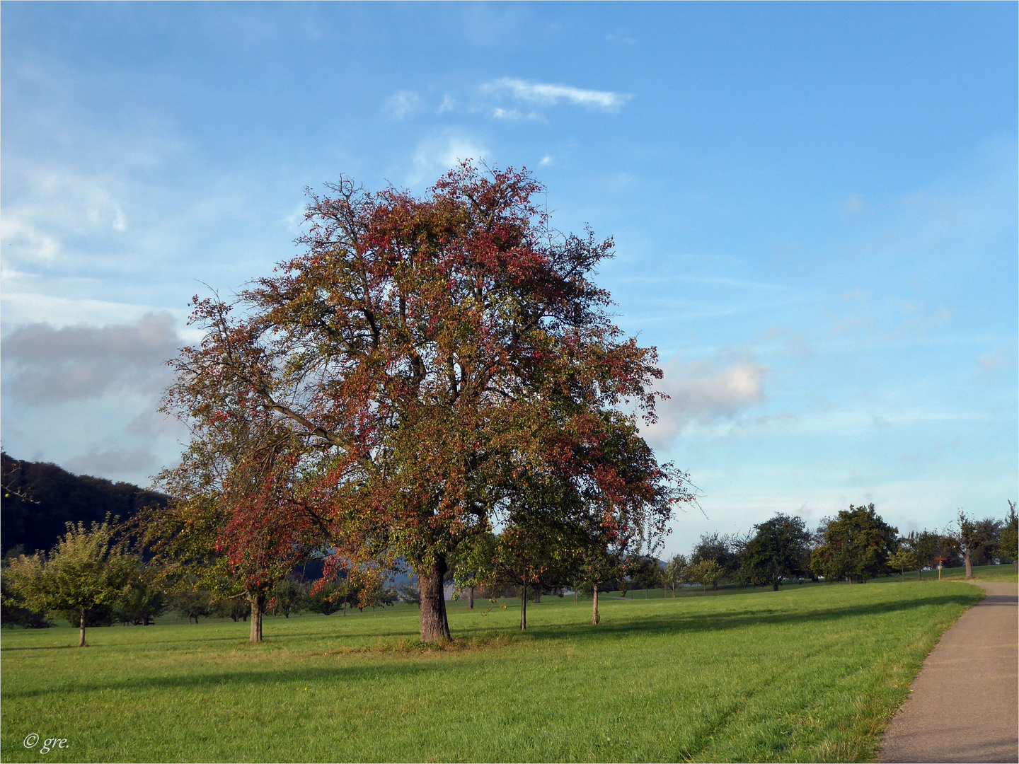 Der Birnbaum