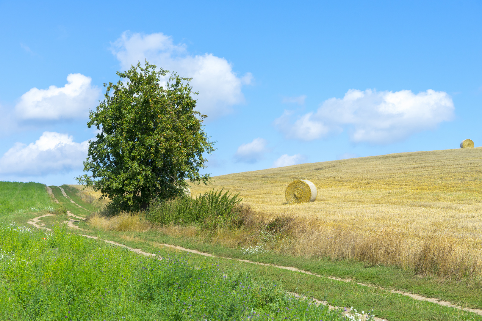 Der Birnbaum am Kückelsberg/ Usedom