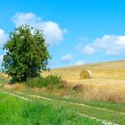 Der Birnbaum am Kückelsberg/ Usedom