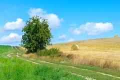 Der Birnbaum am Kückelsberg/ Usedom