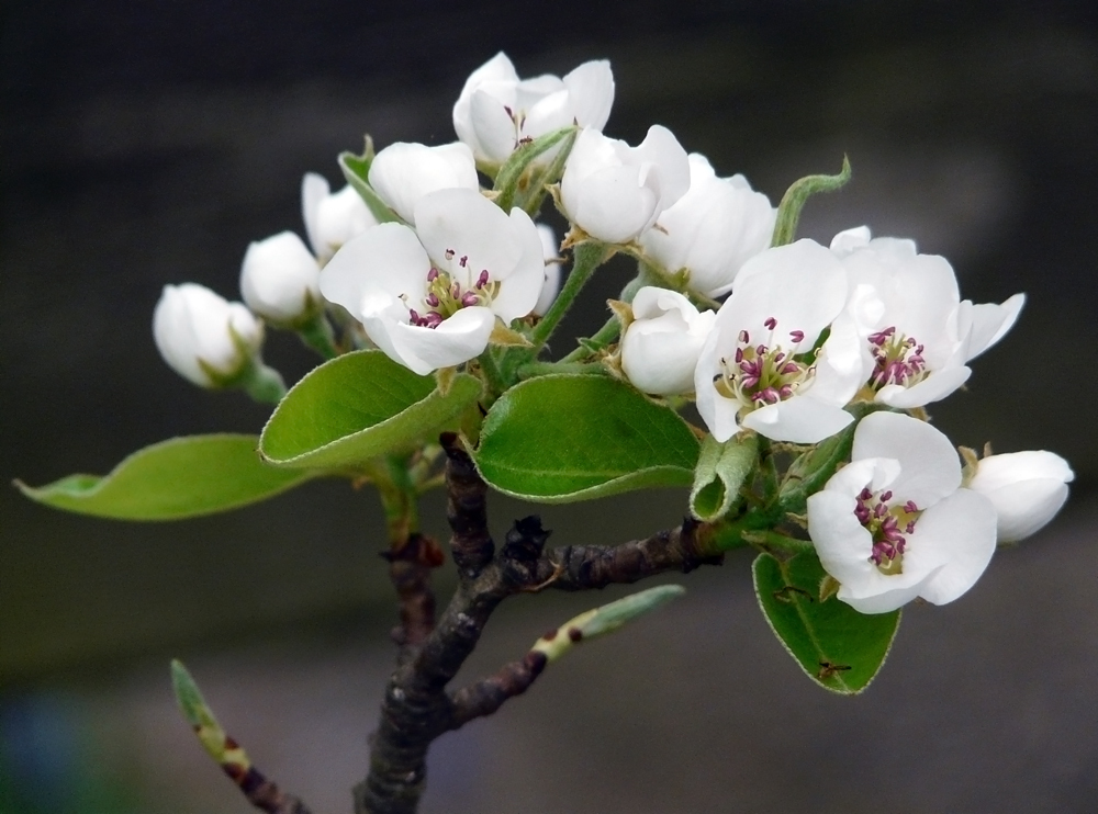 Der Birnbaum blüht