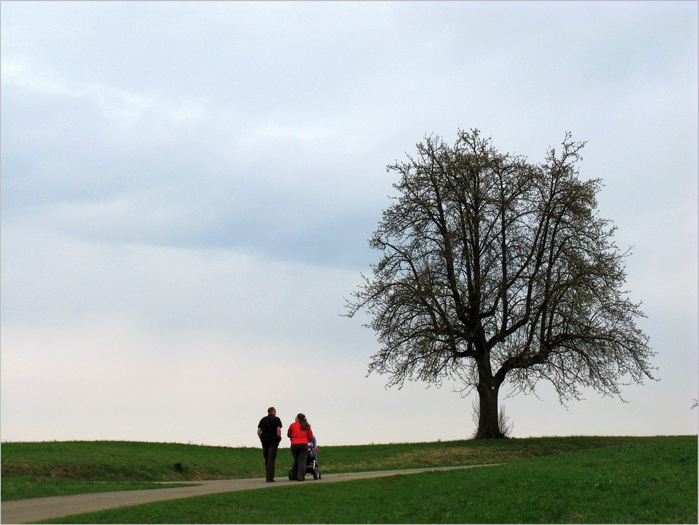 der Birnbaum