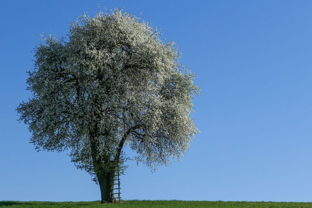 Der Birnbaum Foto & Bild pflanzen, pilze & flechten, landschaft