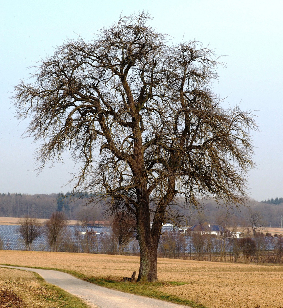 Der Birnbaum und die Bank