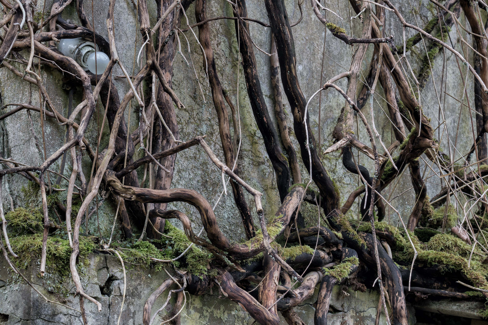 der Birnen-Baum...