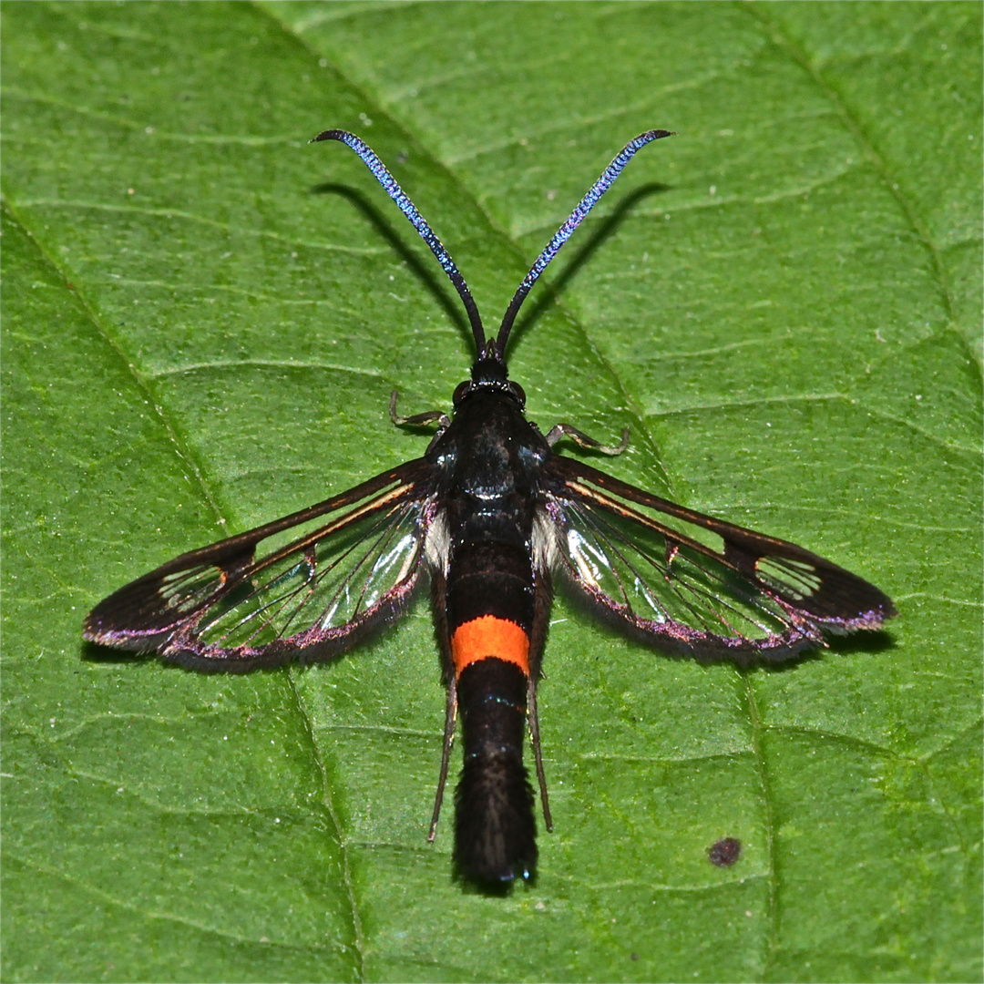 Der bisherige Farbhöhepunkt von 2 Jahren im Garten: Der Apfelbaum-Glasflügler (Aegeria myopaeformis)