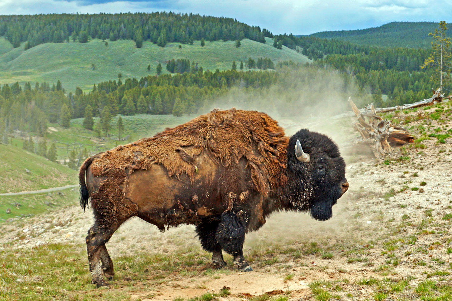 der Bison