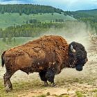 der Bison