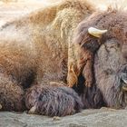 Der Bison 