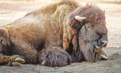 Der Bison 